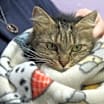 Thumbnail photo of Sophie Mae (Photos 1/4/2025) #4