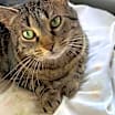 Thumbnail photo of Abby #3