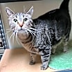 Thumbnail photo of Abby #4
