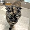 Thumbnail photo of Chai #2