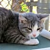 Thumbnail photo of Konnor (& Kendra) bonded #2