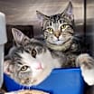 Thumbnail photo of Konnor (& Kendra) bonded #3