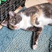 Thumbnail photo of Crayola #2