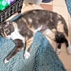 Thumbnail photo of Crayola #3