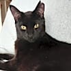 Thumbnail photo of Koro #1