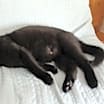 Thumbnail photo of Koro #2
