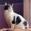 Thumbnail photo of Amaya *FELV+* #1