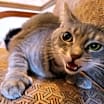 Thumbnail photo of Margo #4