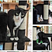 Thumbnail photo of Figgy #2