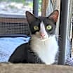 Thumbnail photo of Figgy #3