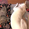 Thumbnail photo of Milton #4