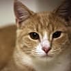 Thumbnail photo of Weasley #3
