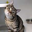 Thumbnail photo of Willow #4