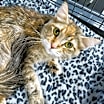 Thumbnail photo of Scarlet #1