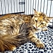 Thumbnail photo of Scarlet #2