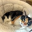 Thumbnail photo of Taffy #1