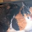 Thumbnail photo of Taffy #3