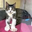 Thumbnail photo of Clover #1