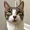Thumbnail photo of Clover #2