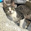 Thumbnail photo of Clover #3