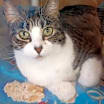 Thumbnail photo of Clover #4