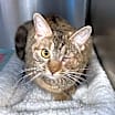 Thumbnail photo of Willow #1