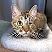 Thumbnail photo of Willow #2
