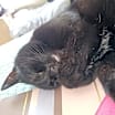 Thumbnail photo of Angus #2