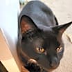 Thumbnail photo of Angus #3