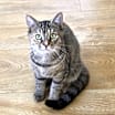 Thumbnail photo of Ginger #1