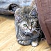 Thumbnail photo of Ginger #2