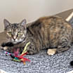 Thumbnail photo of Ginger #3
