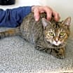 Thumbnail photo of Ginger #4