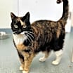 Thumbnail photo of Callie (fka Swin) #1