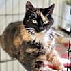 Thumbnail photo of Callie (fka Swin) #2