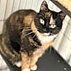 Thumbnail photo of Callie (fka Swin) #3