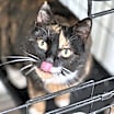 Thumbnail photo of Callie (fka Swin) #4