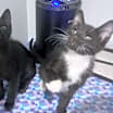 Thumbnail photo of Rocket and Void #1
