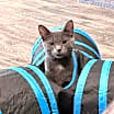 Thumbnail photo of Oscar @ The Cat's Brew #1