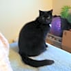Thumbnail photo of Diesel (DC) #1