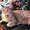 Thumbnail photo of Snickers #1