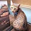 Thumbnail photo of Snickers #2