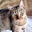 Thumbnail photo of Twiggy #1