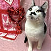Thumbnail photo of Kevin #1
