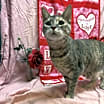 Thumbnail photo of Kali #2