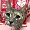 Thumbnail photo of Kali #1
