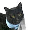 Thumbnail photo of Briar #1