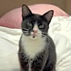 Thumbnail photo of Binx #1