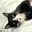 Thumbnail photo of Binx #4