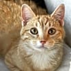 Thumbnail photo of Cheeto #1